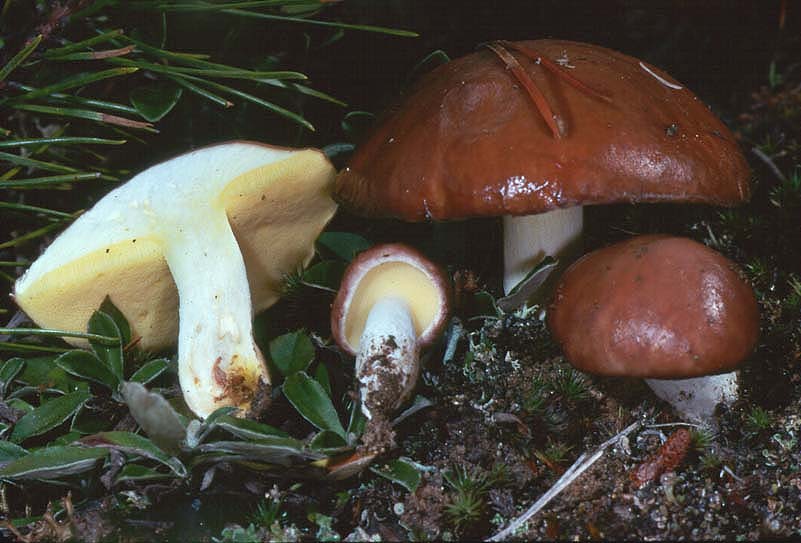 Suillus brevipes